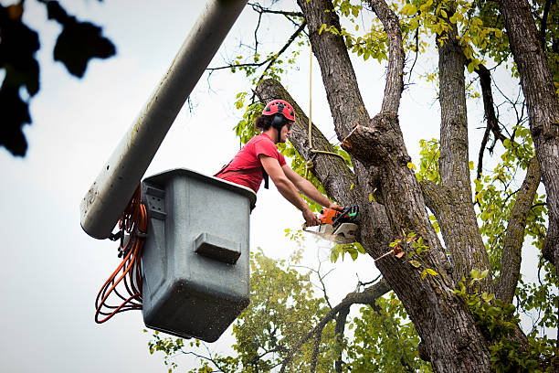 Best Arborist Consultation Services  in Cape May Court House, NJ